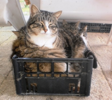 gatti
